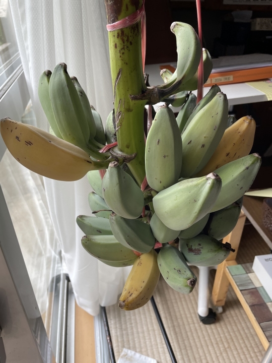 クリックすると拡大します