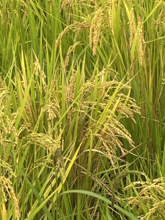 ã¯ãªãã¯ãããšæ¡å€§ããŸã
