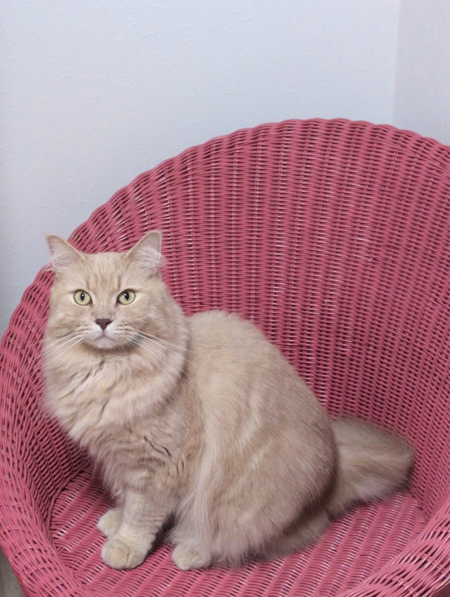 猫のペットホテル横浜のペットホテル・預かり情報をイメージできる写真