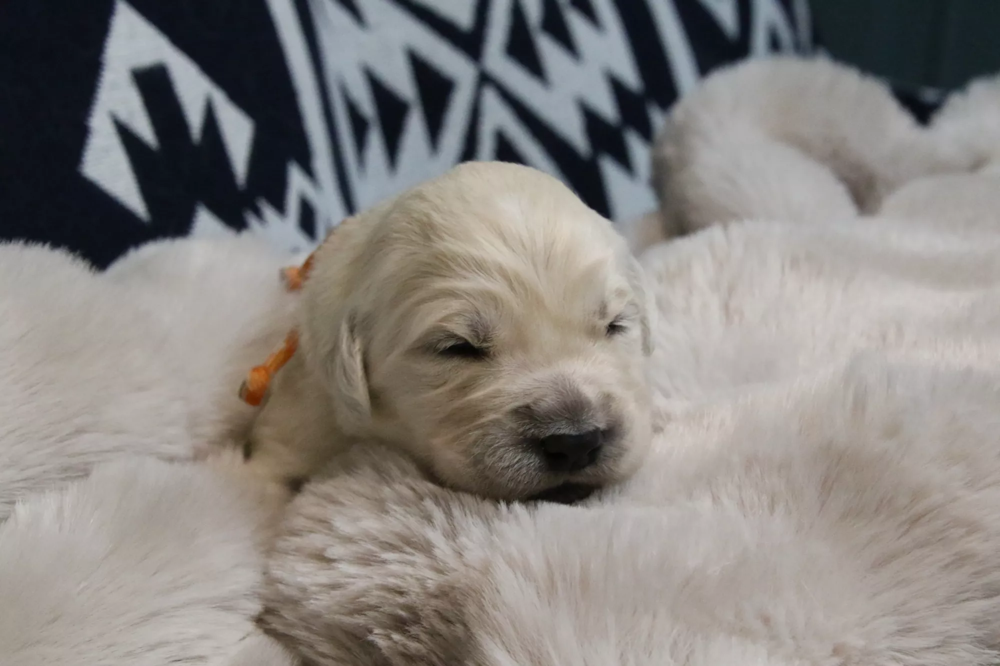 ブログアイコン