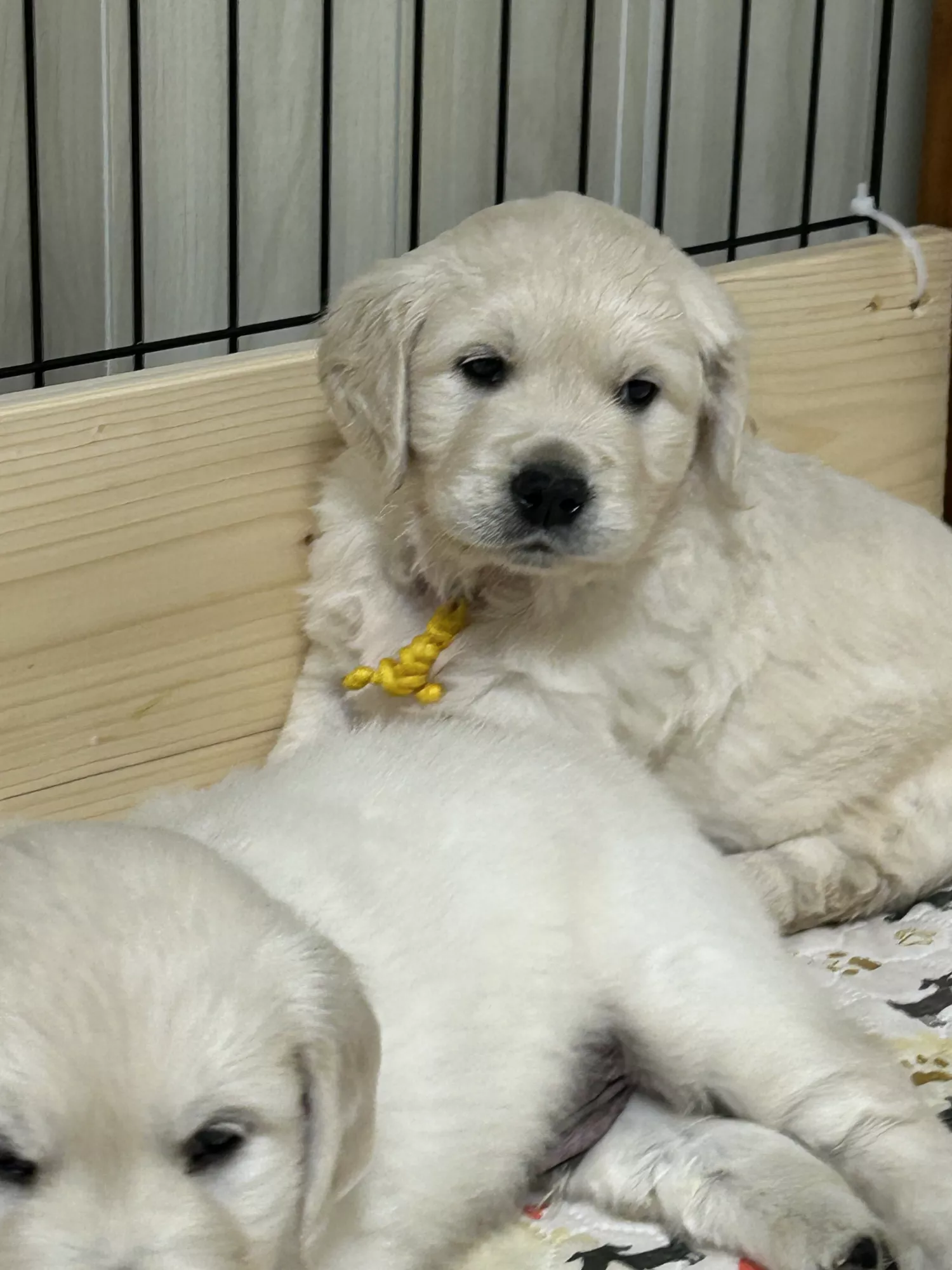 ブログアイコン