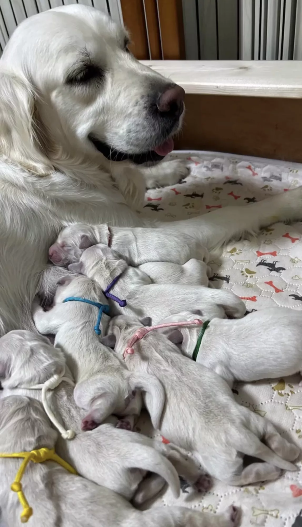 ブログアイコン