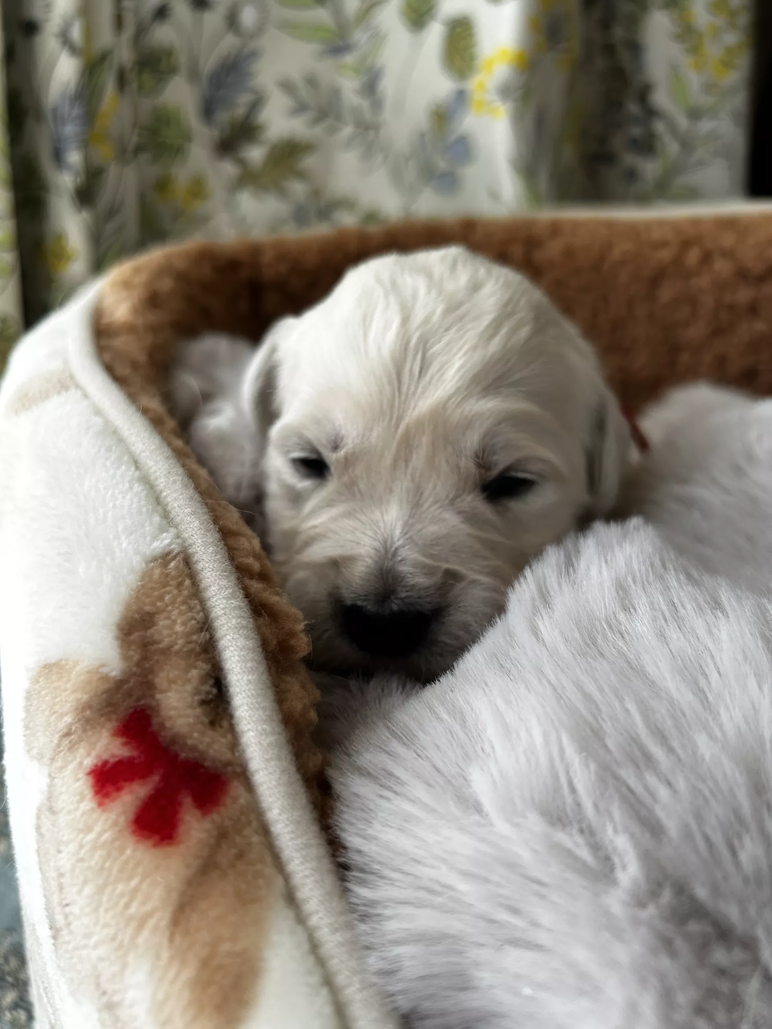 ブログアイコン