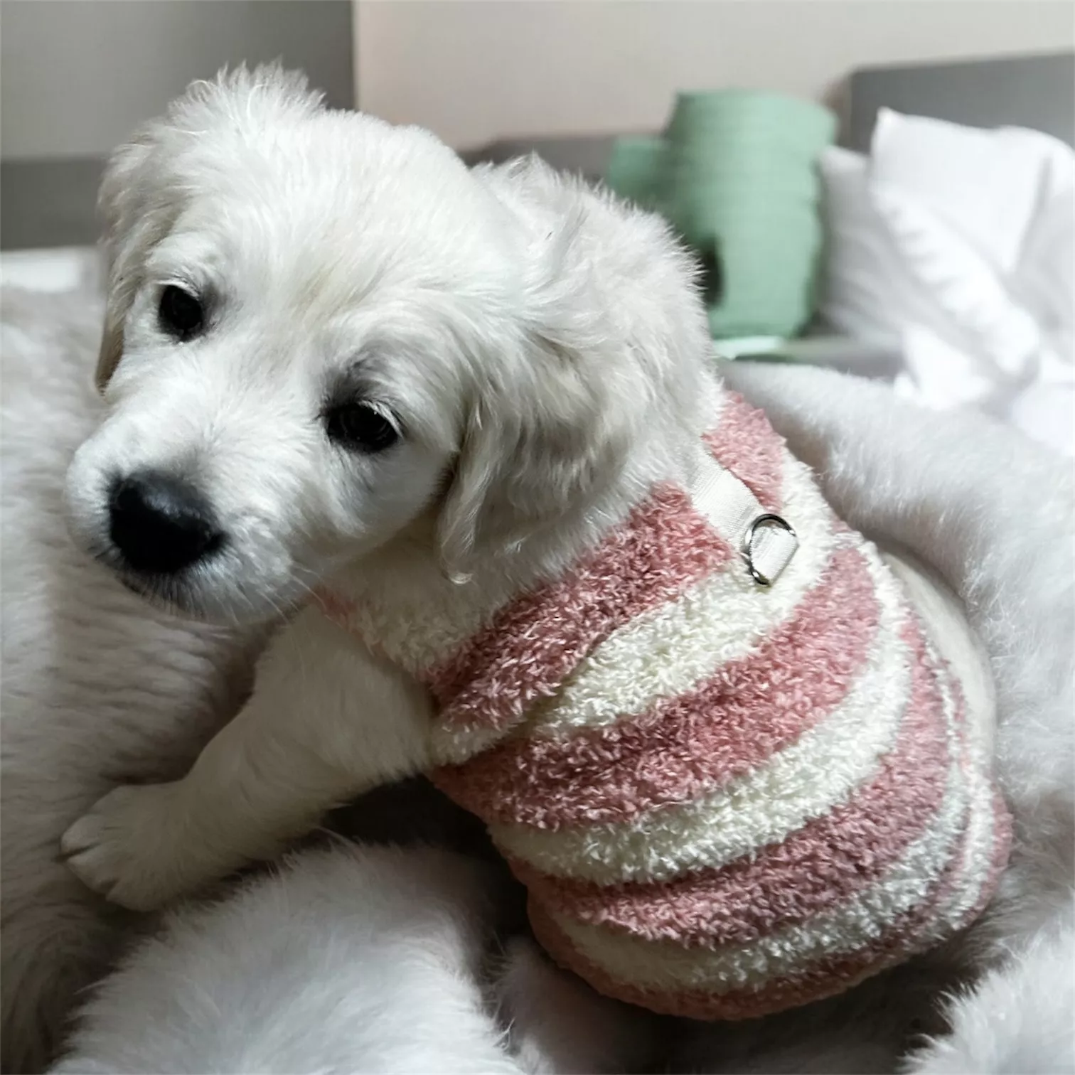 ブログアイコン