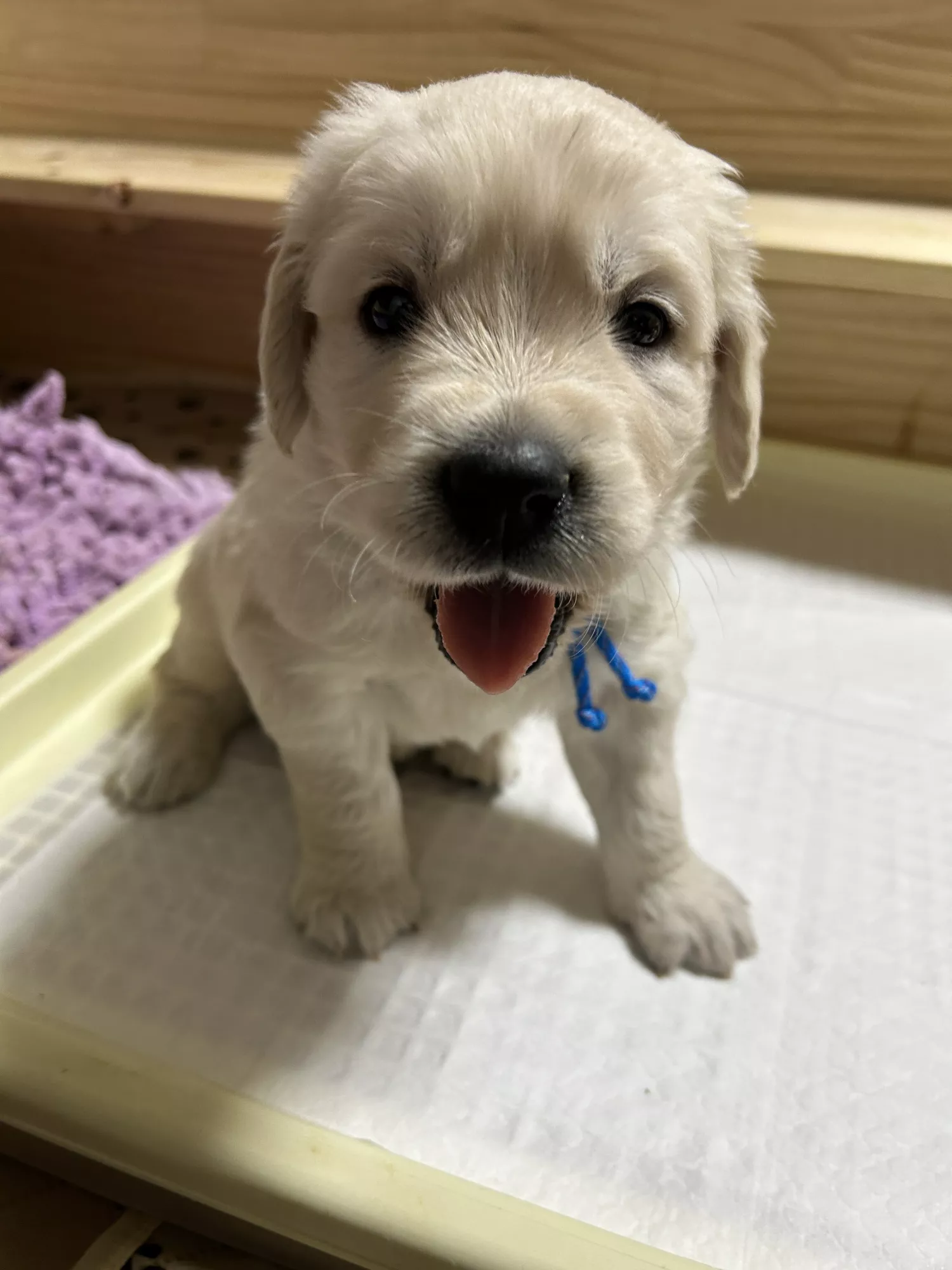 ブログアイコン