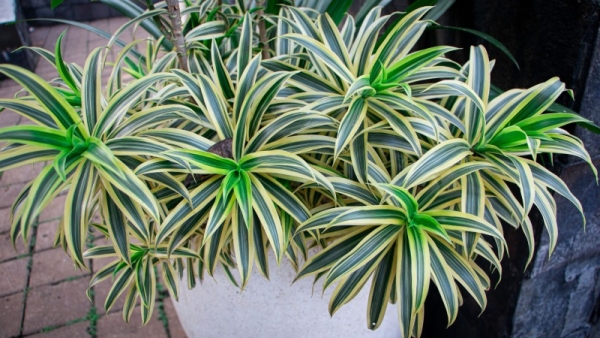 邪気払い 観葉植物 ドラセナ