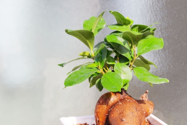 邪気はらい観葉植物　ガジュマル
