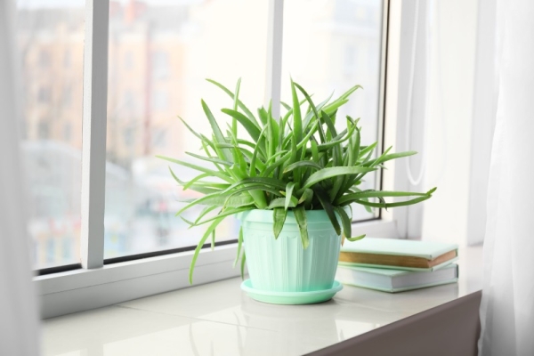 邪気払い 観葉植物 アロエ