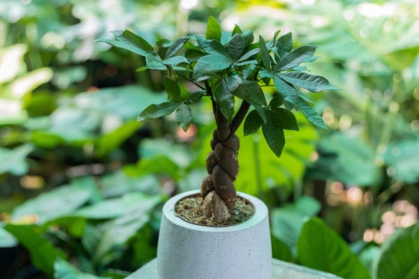 邪気はらい観葉植物　パキラ