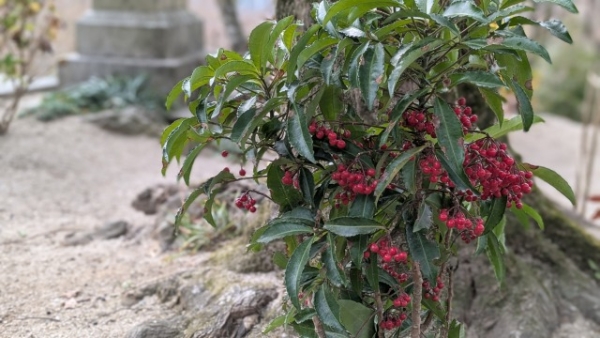 当たる霊視スピリチュアルカウンセリング