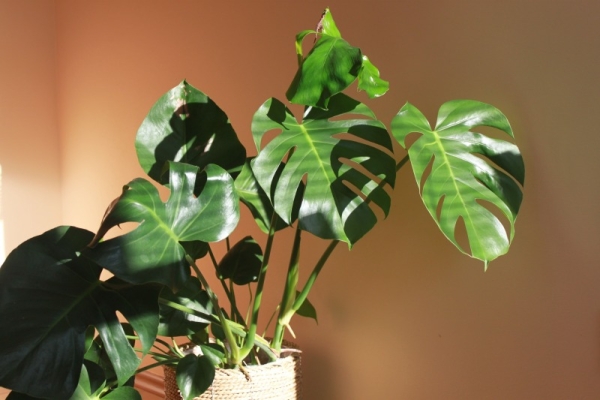 邪気はらい観葉植物　モンテラス