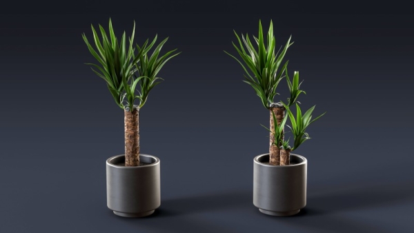 邪気はらい　観葉植物　ユッカ
