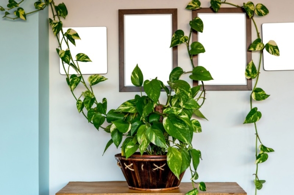 邪気はらい 観葉植物 ポトス