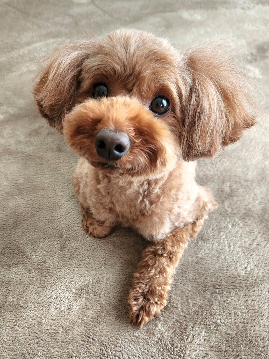 クリックすると拡大します