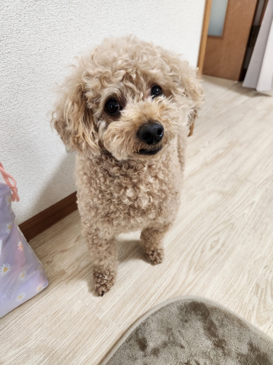 クリックすると拡大します