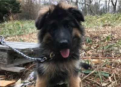 ブログアイコン