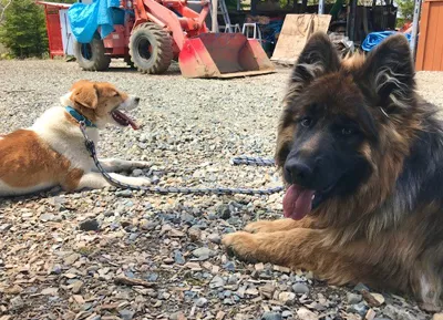 ブログアイコン