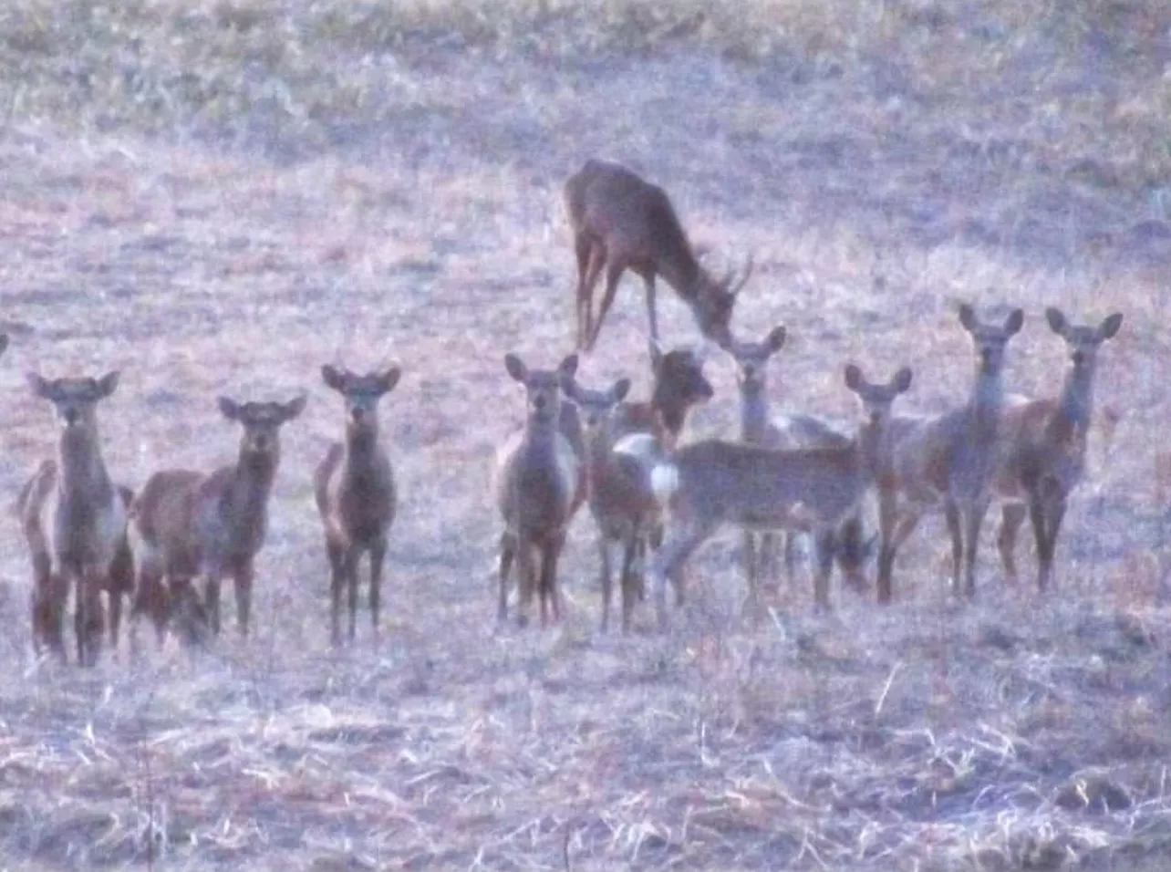 ブログアイコン