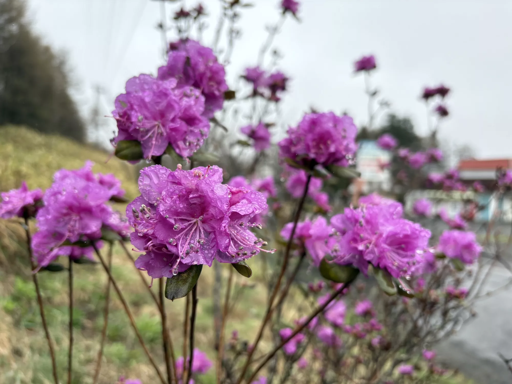 ブログアイコン