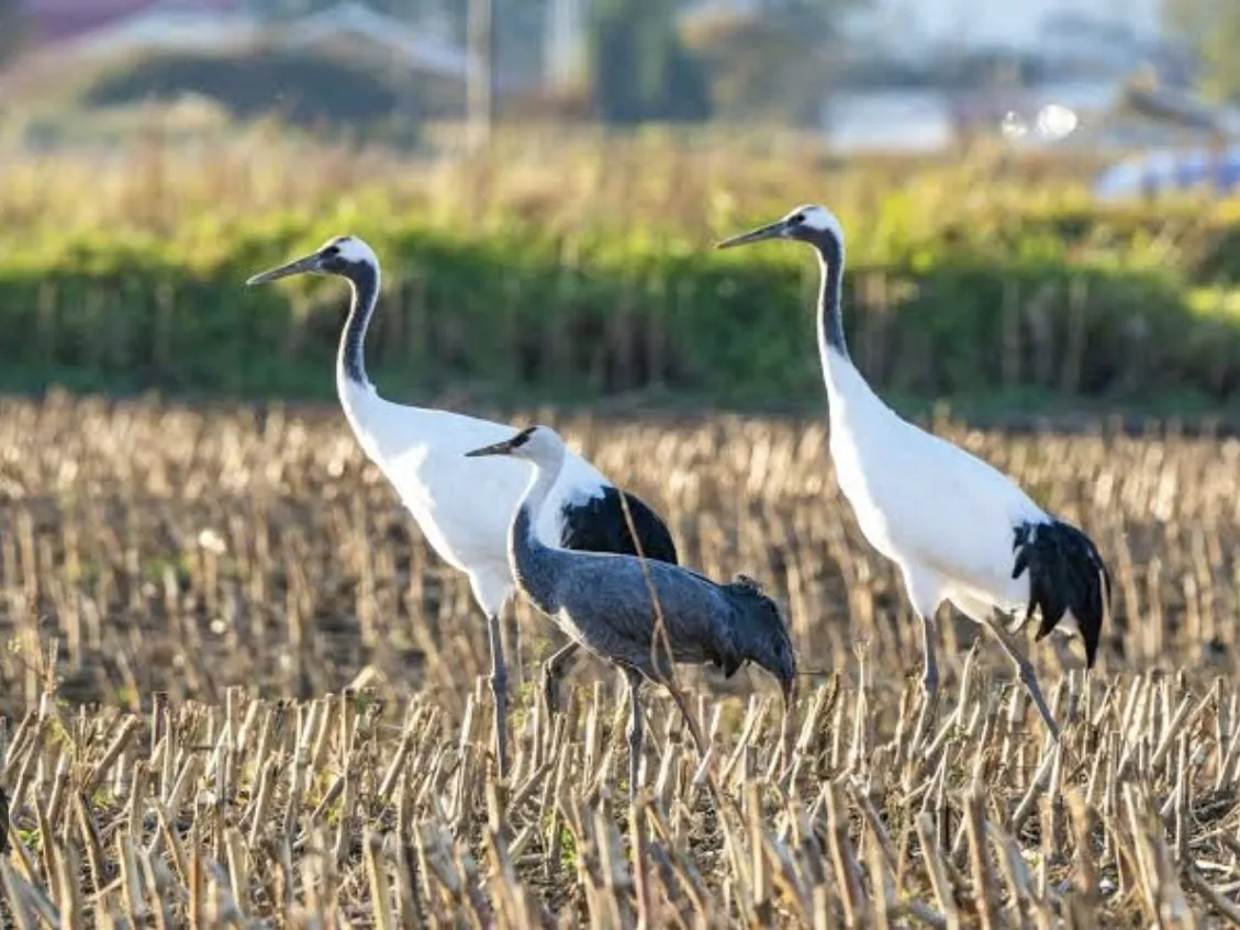 ブログアイコン