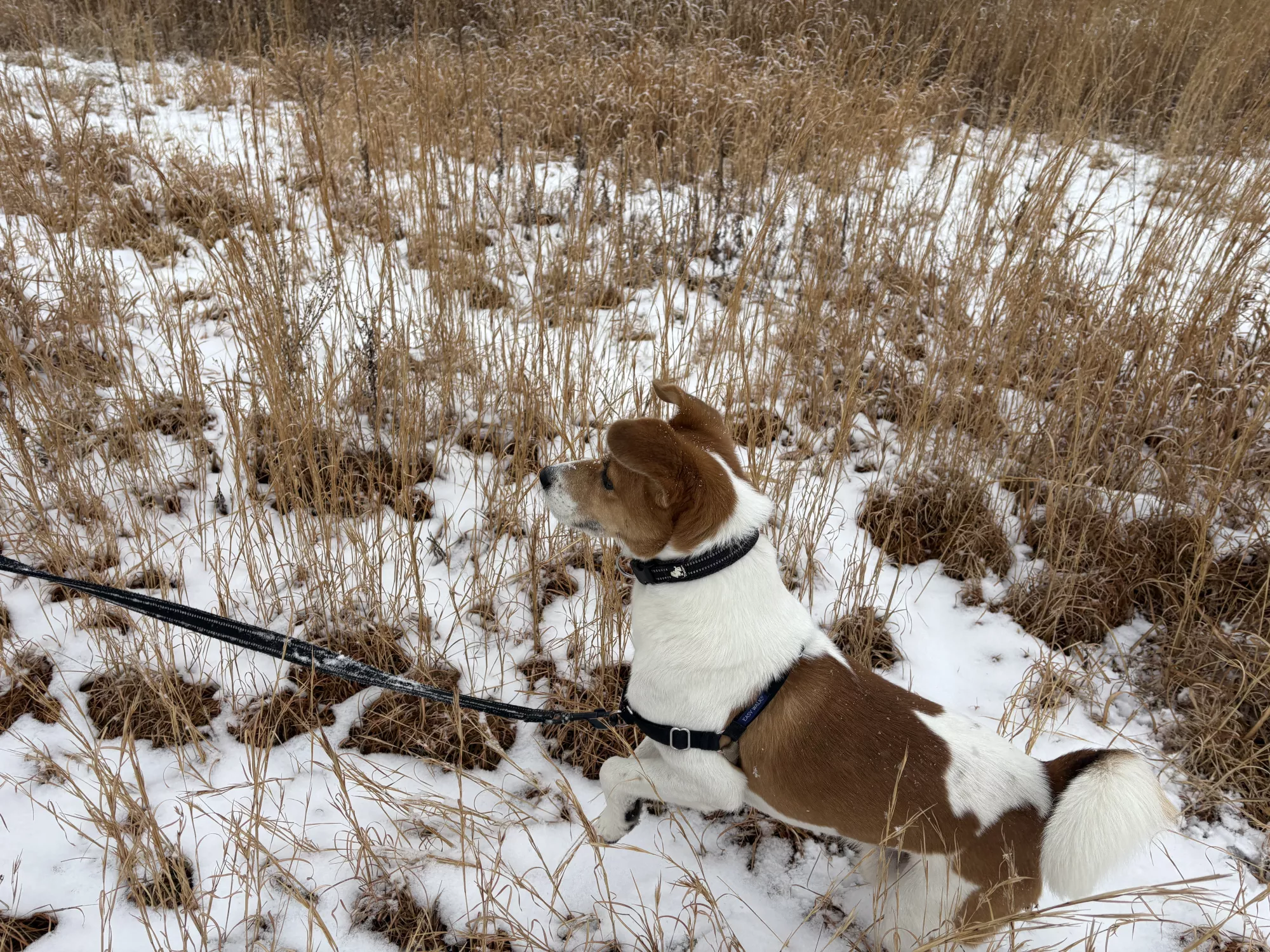 ブログアイコン