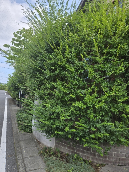 クリックすると拡大します