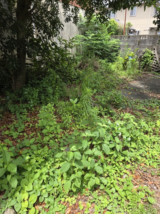 クリックすると拡大します